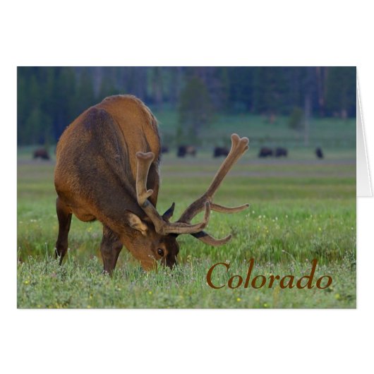 colorado elk note card (Front Horizontal)