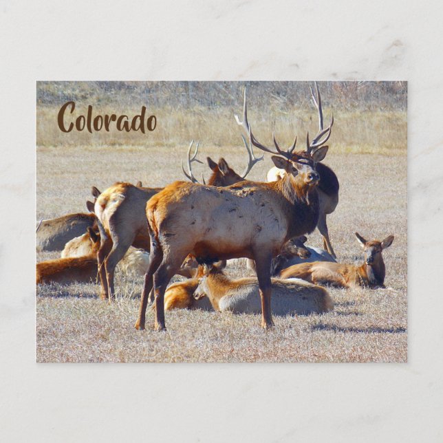 Colorado Elk Postcard (Front)