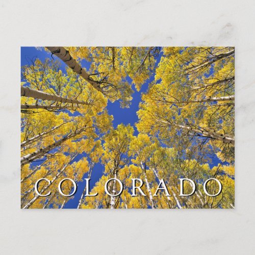 Colorado Fall  Aspen Forest in Autumn Postcard