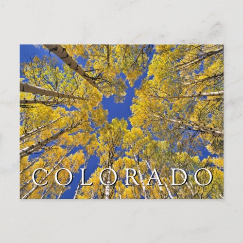 Colorado Fall  Aspen Forest in Autumn Thank You Postcard