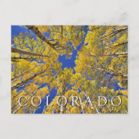 Colorado Fall | Aspen Forest in Autumn Thank You