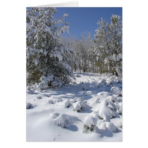 Colorado Forest Beauty Christmas Card