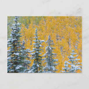 Colorado, Grand Mesa. Early snowfall on forest Postcard
