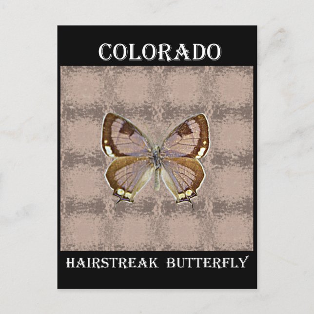 Colorado Hairstreak Butterfly Postcard (Front)