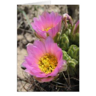 Colorado Hookless Cactus Cards