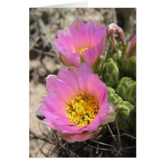 Colorado Hookless Cactus Cards (Front)