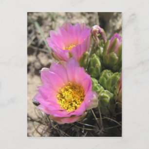 Colorado Hookless Cactus Postcard