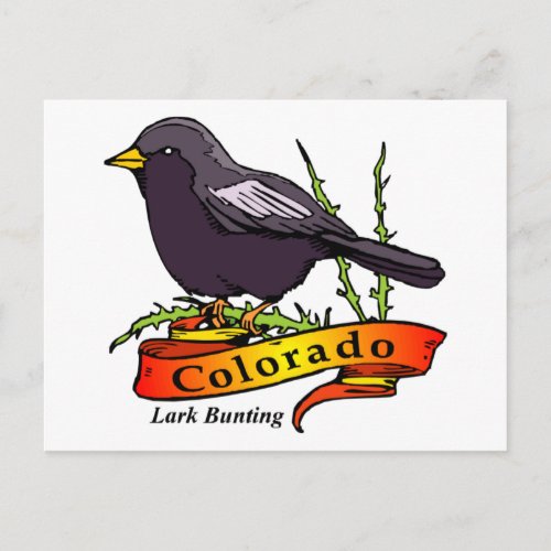 Colorado Lark Bunting Postcard