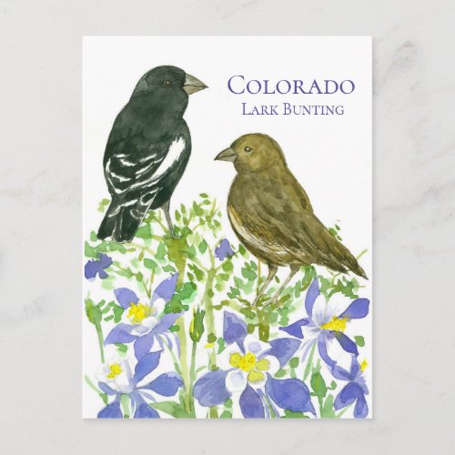 Colorado Lark Bunting State Birds Wild Columbine Postcard