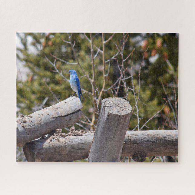Colorado Mountain Bluebird - 16x20 - 520 pcs Jigsaw Puzzle (Horizontal)