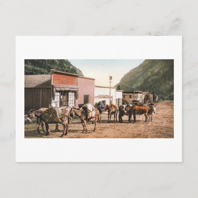 Colorado Pack Trail Ready for Miners 1904 Postcard (Front)