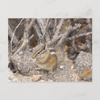 Colorado Rocky Mountain Chipmunk Postcard