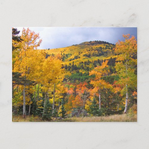 Colorado Rocky Mountains Aspen Trees Fall Foliage Postcard