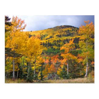 Colorado Rocky Mountains Aspen Trees Fall Foliage Postcard