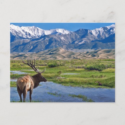Colorado Rocky Mountains Elk Postcard