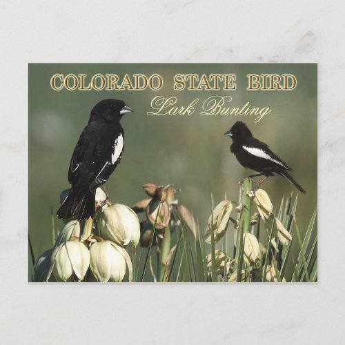 Colorado State Bird _ Lark Bunting Postcard