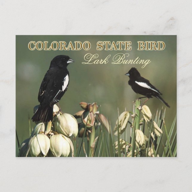 Colorado State Bird - Lark Bunting Postcard (Front)