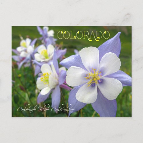 Colorado State Flower Rocky Mountain Columbine Postcard