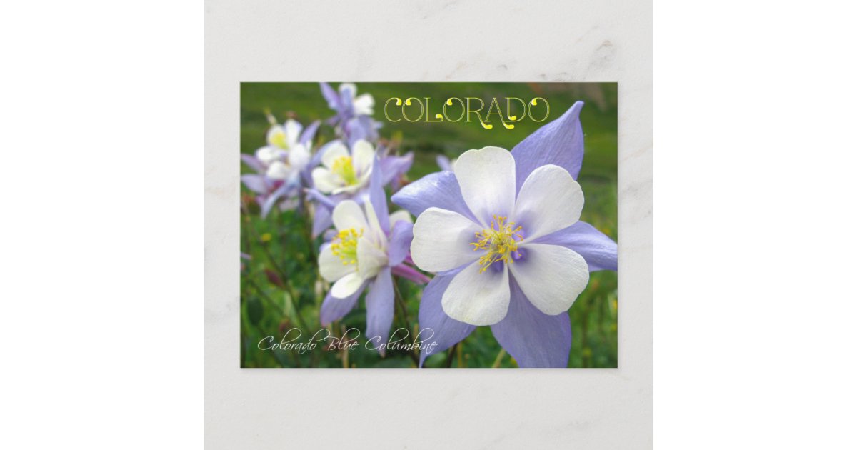 Colorado State Flower: Rocky Mountain Columbine Postcard | Zazzle