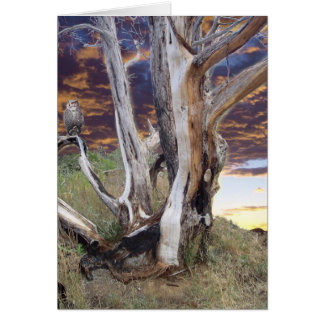 Colorado Sunset Cards