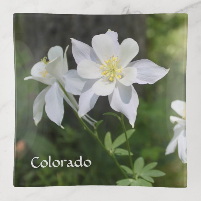 Colorado White Columbine Flower Trinket Tray (Front)