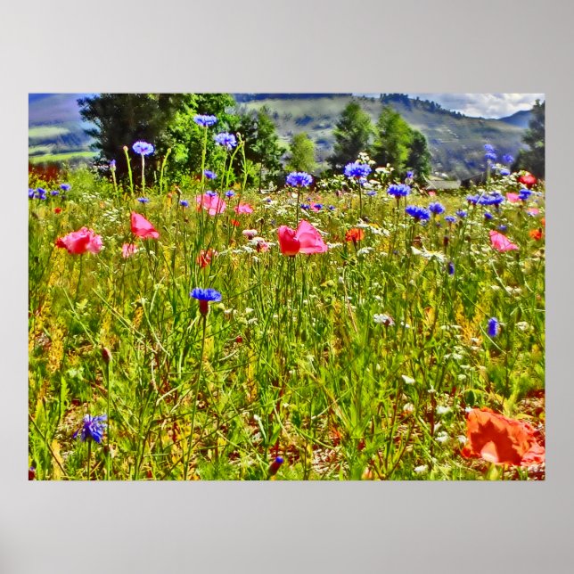 Colorado wildflower canvas print (Front)