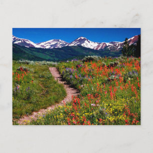 Colorado Wildflower Meadow Postcard