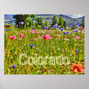 Colorado wildflower poster