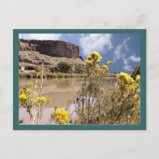 Colorado Wildflowers Postcard