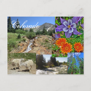 Colorado wildlife postcard