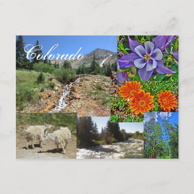 Colorado wildlife postcard (Front)
