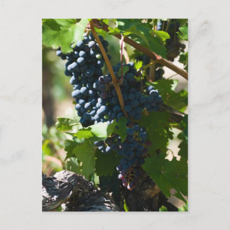 Colorado Wine Country Postcard