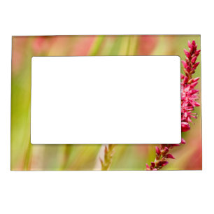 colorbush magnetic frame