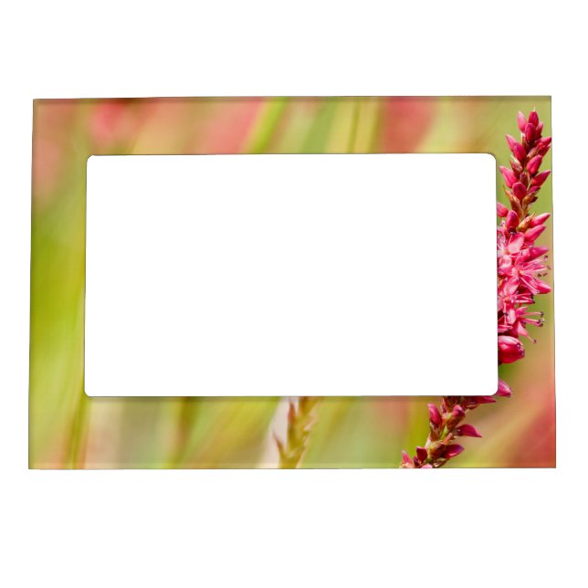colorbush magnetic frame (Front)