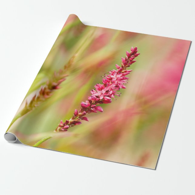 colorbush wrapping paper (Unrolled)