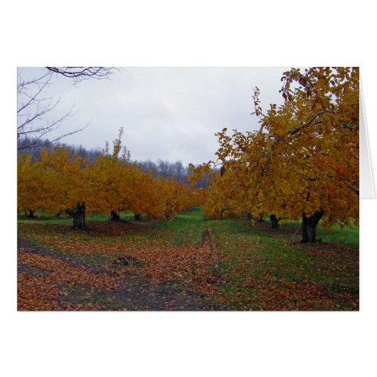 Colored Apples Orchard Cards (Front Horizontal)