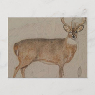 Colored Deer Postcard