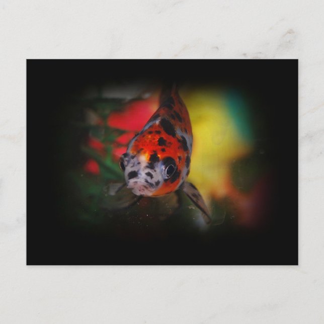 Colored Goldfish Postcard (Front)