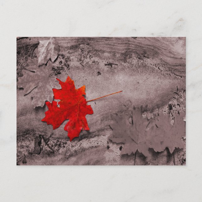 Colored Leaf on Black and White Postcard (Front)