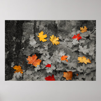 Colored Leaves in a Black and White World Poster