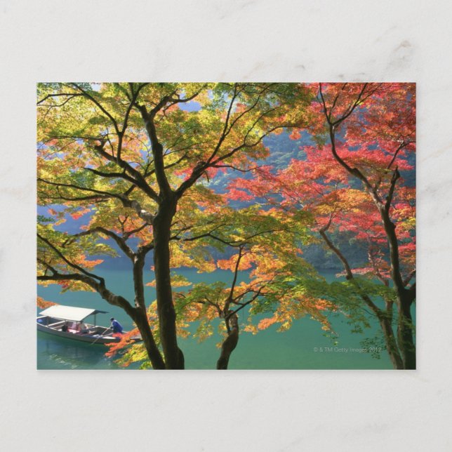 Colored Leaves Postcard (Front)