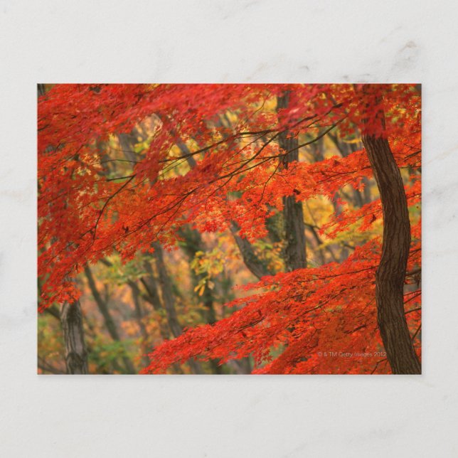 Colored Leaves Postcard (Front)