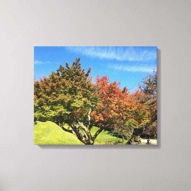 Colored Maple Tree in Autumn Canvas Print (Front)