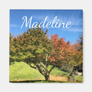 Colored Maple Tree in Autumn Magnet