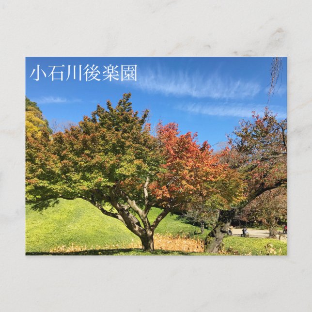 Colored Maple Tree in Autumn Postcard (Front)