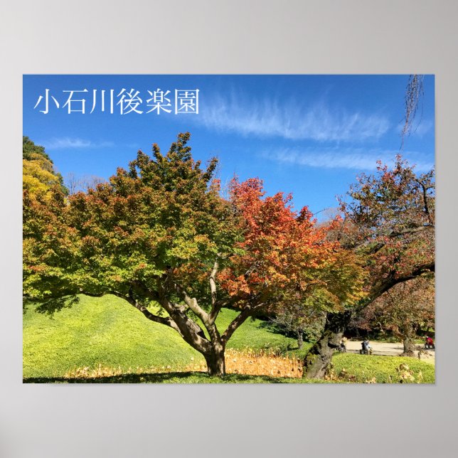 Colored Maple Tree in Autumn Poster (Front)