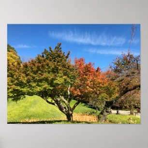 Colored Maple Tree in Autumn Poster