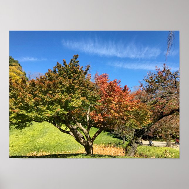 Colored Maple Tree in Autumn Poster (Front)