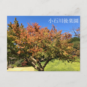 Colored Maple Tree Postcard