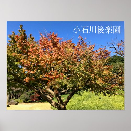Colored Maple Tree Poster